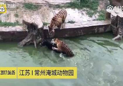 فيديو صادم: رجال غاضبون في حديقة حيوانات يطعمون حمارا حيا للنمور