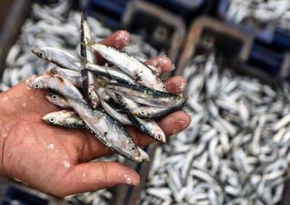 لجان الصيادين: صيد وفير لسمك السردين وانخفاض على أسعارها