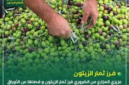 الزراعة بغزة تُصدر توجيهات للمزارعين حول موسم قطف الزيتون