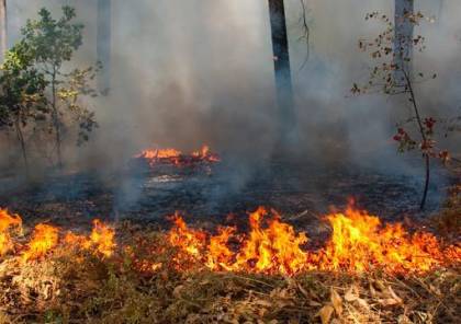 احتراق 600 شجرة في حريق كبير في بلدة برطعة