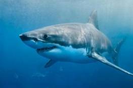 دراسة: بروتينات في الجهاز المناعي لأسماك القرش قد تقضي على "كورونا"