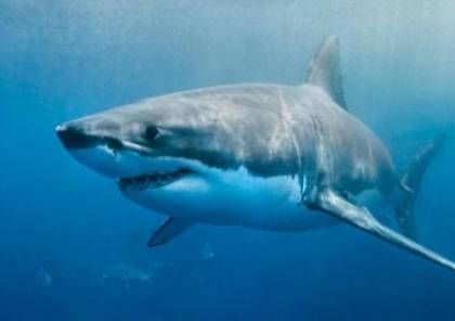 دراسة: بروتينات في الجهاز المناعي لأسماك القرش قد تقضي على "كورونا"