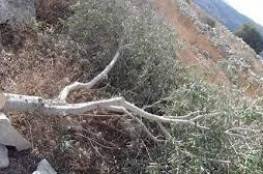 مستوطنون يقطعون أشجار زيتون ويجرفون أراضي في جالود