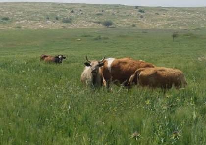 مستوطنون يطلقون أبقارهم في أراضي المزارعين بالأغوار الشمالية لتخريب محاصيلهم