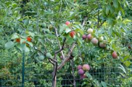 أمريكي يزرع شجرة تنتج 40 نوعاً من الفاكهة