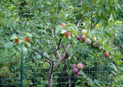 أمريكي يزرع شجرة تنتج 40 نوعاً من الفاكهة