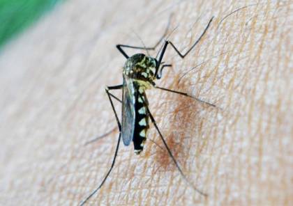 "أوكسفورد" تدخل مرحلة التجارب الأخيرة للقاح ضد مرض الملاريا