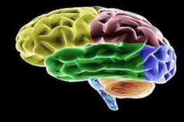 اكتشاف "خلايا الوقت" في الدماغ البشري
