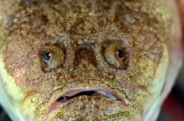 رصد سمكة "حلزون" غريبة تسبح في أعمق نقطة تم تسجيلها على الإطلاق (شاهد)
