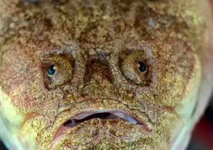 رصد سمكة "حلزون" غريبة تسبح في أعمق نقطة تم تسجيلها على الإطلاق (شاهد)