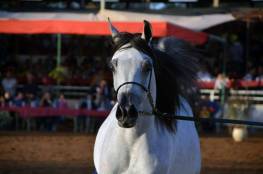اريحا تحتضن بطولة "ربيع فلسطين"  لجمال الخيول العربية 