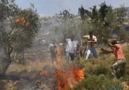 مستوطنون يحرقون أشجار زيتون معمرة في يطا