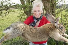 بريطانيا: سرقة أكبر أرنب في العالم من منزل صاحبته