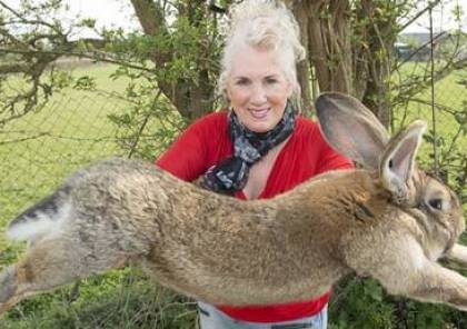 بريطانيا: سرقة أكبر أرنب في العالم من منزل صاحبته