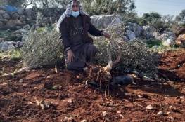 الاحتلال يقتلع أكثر من ٢٠٠ شجرة زيتون في حارس