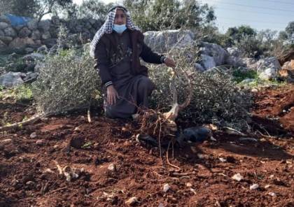 الاحتلال يقتلع أكثر من ٢٠٠ شجرة زيتون في حارس