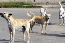 حملة لجمع الكلاب السائبة في شوارع غزة