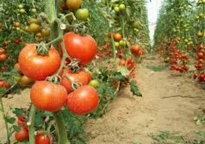 وكالة: فيروس إسرائيلي يصيب الطماطم في فرنسا لا علاج له