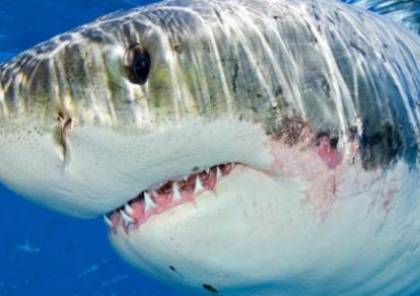 ما هي أسباب هجوم أسماك القرش على الناس ؟