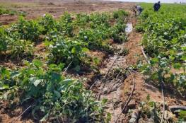 غزة: إرشادات هامة للمزارعين لتفادي أضرار المنخفض