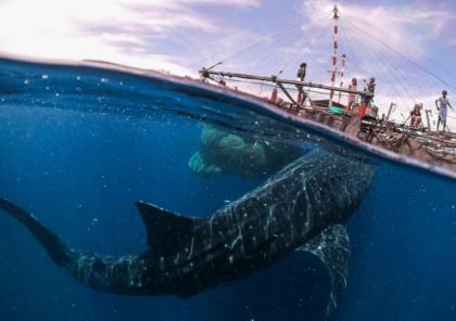 كيف تبتلع الحيتان كميات هائلة من المياه دون أن تختنق وتغرق ؟