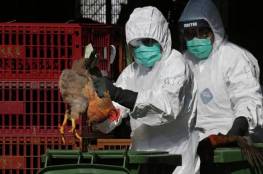 هولندا تعدم 35700 دجاجة بعد رصد سلالة شديدة العدوى من إنفلونزا الطيور
