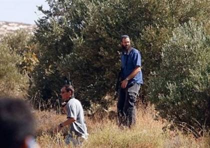 مستوطنون يسرقون ثمار زيتون يقطعون عشرات الأشجار في قرى نابلس