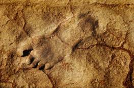 حل لغز آثار أقدام غريبة عمرها 3.7 مليون سنة اكتشفت في تنزانيا (صورة)