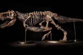 عرض هيكل عظمي لديناصور عمره 66 مليون عام بمزاد علني