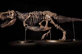 عرض هيكل عظمي لديناصور عمره 66 مليون عام بمزاد علني