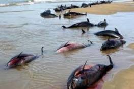 الأمواج تقذف مئات الدلافين إلى شاطئ المحيط الأطلسي