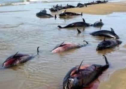 الأمواج تقذف مئات الدلافين إلى شاطئ المحيط الأطلسي