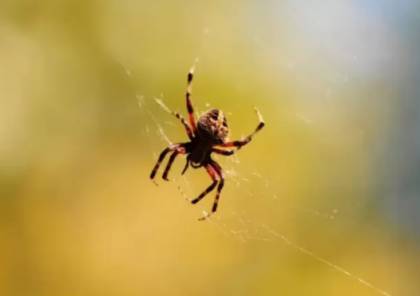 بروتين في خيوط العنكبوت قد يساعد على علاج السرطان