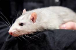 الفئران استفادت من البشر لغزو العالم