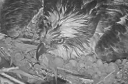 كاميرا ترصد أنثى طائر عقاب تحمى بيضها من عاصفة ثلجية "فيديو"