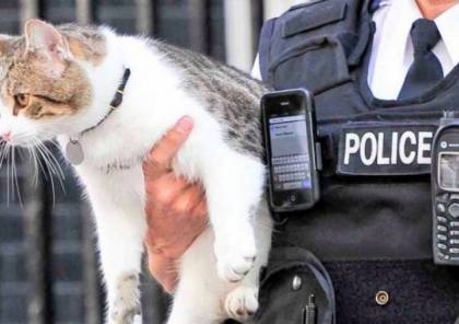 اليونان.. احتجاز رجل ركل قطة في مطعم!