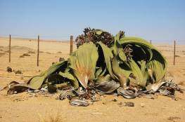 نبات لا يموت موجود على الحدود بين أنجولا وناميبيا.. ما سره؟  (فيديو)