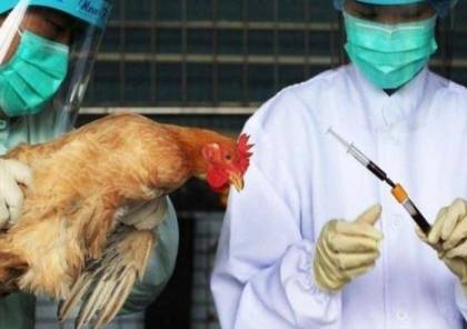 انفلونزا الطيور تضرب مزارع الدواجن في كيبوتس شمال إسرائيل