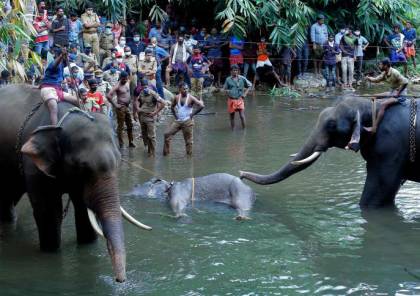 مفرقعات في الفاكهة تودي بأنثى فيل حامل في الهند