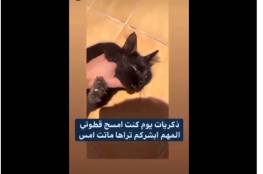 شاهد : فيديو مازن المتحرش بالقطط يحدث ضجة في السعودية