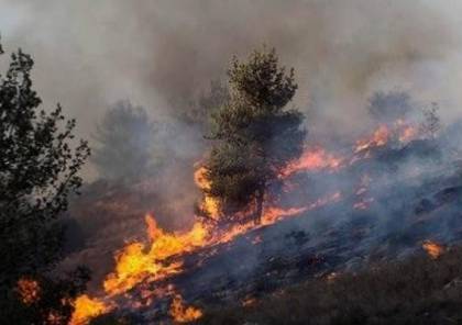 جنين: احتراق 30 شجرة زيتون في خمسة حرائق