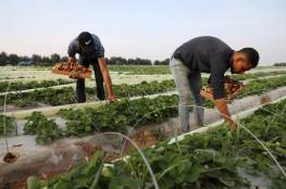 "الإغاثة الزراعية" تعمم نشرة إرشادية للمزارعين حول كيفية التعامل مع المنخفض الجوي
