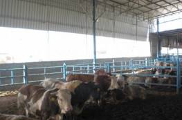 تعليمات هامة لمزارعي الأبقار والأغنام في غزة