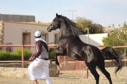 اتحاد الفروسية يستعد لبطولة فلسطين الثامنة لجمال الخيول