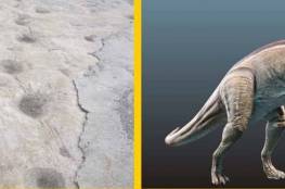 الاكتشاف الأول من نوعه .. آثار لأقدام ديناصورات في رام الله