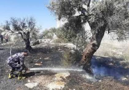 احتراق أشجار زيتون وحرجية في محافظة جنين