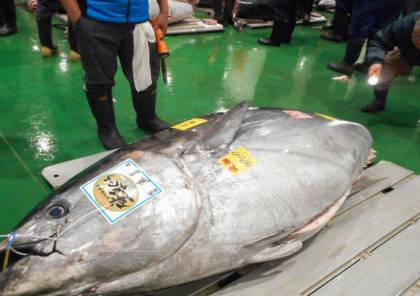 سمكة تونة تباع بأكثر من 20 مليون ين في مزاد باليابان