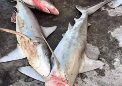 صور : اصطياد أسماك قرش قبالة سواحل خانيونس