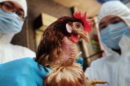 زراعة غزة: مزارع تربية الدواجن تخلو من مرض "انفلونزا الطيور"