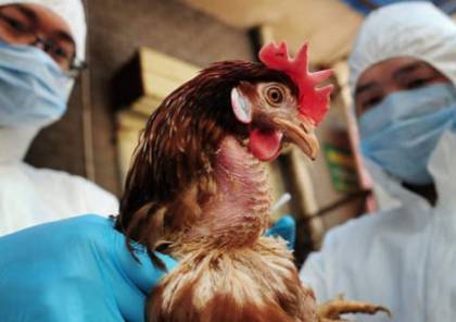 وزارة الزراعة: إجراءات وقائية مشددة بعد تفشي "انفلونزا الطيور" في أراضي 48